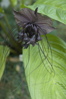 Flor-negra (Tacca chantieri)