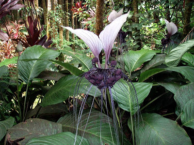 Flor-negra (Tacca chantieri)