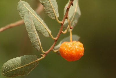 Mama-cadela (Brossimum gaudichaudii)