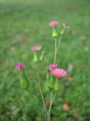 Pincel-de-estudante (Emilia sonchifolia)