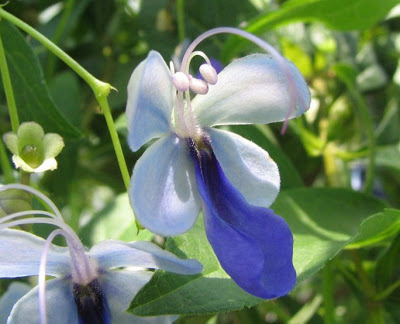 Borboleta-azul (Clerodendrum ugandense)