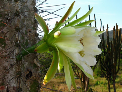 Cereus jamacaru