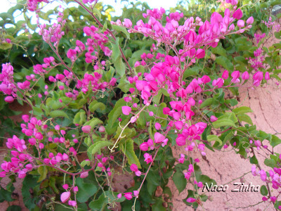 Cipó-mel (Antigonon leptopus)