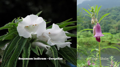 Flor de gergelim (Sesamum indicum)