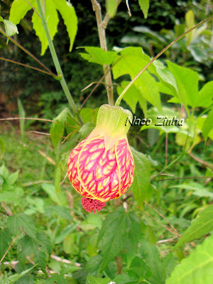 Lanterna chinesa (Abutilon striatum)