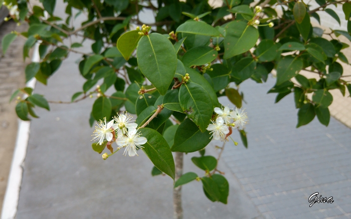 Flor da pitanga