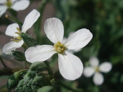 Flor do rabanete