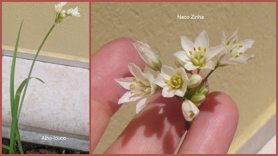 Alho louco (Nothoscordum striatum)