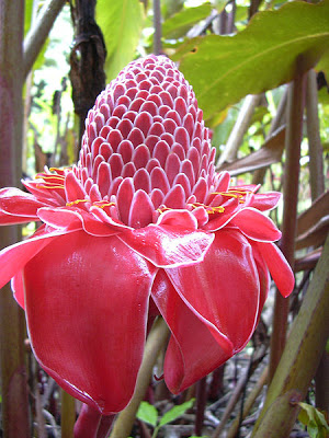 Bastão-do-imperador (Etlingera elatior)