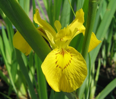Flor-de-lis-amarela (Iris pseudacorus)