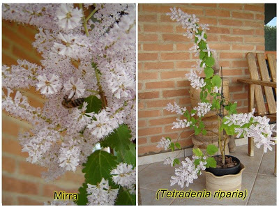 Mirra (Tetradenia riparia)