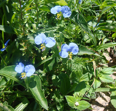 Trapoeraba azul