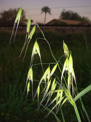 Avena sativa