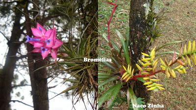 Cravo-do-mato (Tailandsia stricta) e Vriesel seidel