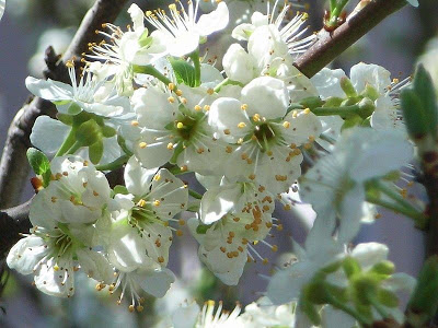 Flor da ameixa (Prunus domestica)