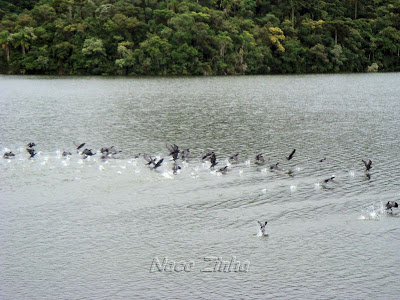 Patos selvagens