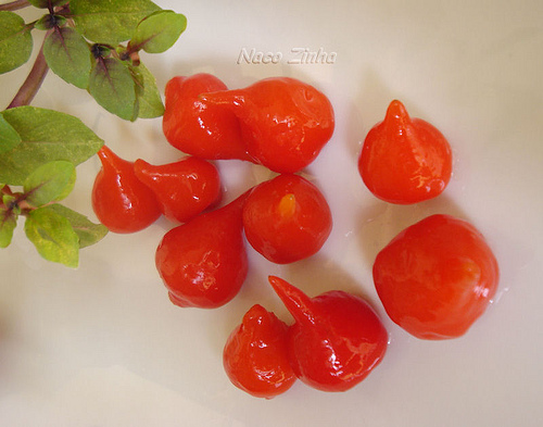 Pimenta biquinho (Capsicum chinense)