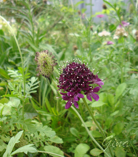 Saudade (Scabiosa atropurpurea)