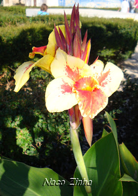 Bananeira-de-jardim (Canna generalis)