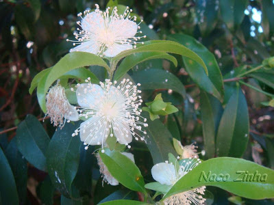 Cerejeira-do-rio-grande (Eugenia involucrata)