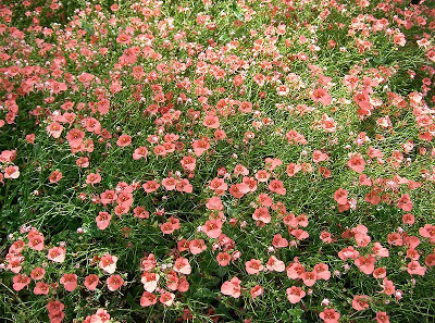 Confete (Diascia coral belle)