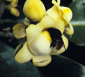 Flor da castanha-do-brasil (Bertholletia excelsa)