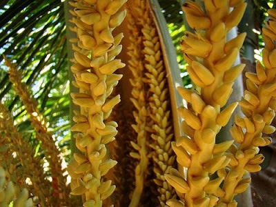 Flor do coco (Cocos nucifera)