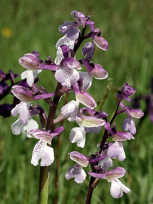 Orchis morio