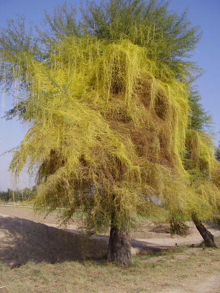 Aletria (Cuscuta spp)