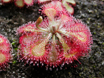 Drosera spatulata