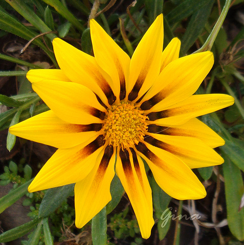 Gazânia (Gazania rigens)