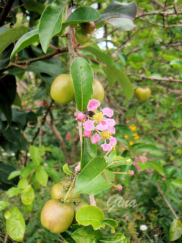 Acerola (Malphigia glabra)