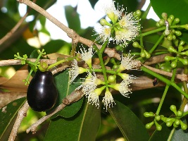 Azeitona (Syzygium jambolanum)