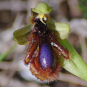 Erva-abelha (Ophrys speculum)