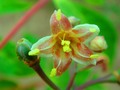 Flor da mandioca (Manihot sculenta)