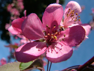 Flor da maçã