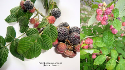 Framboesa americana (Rubus niveus)