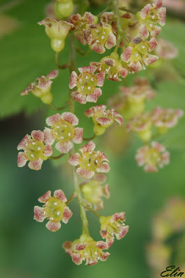 Groselha (Ribus rubrum)