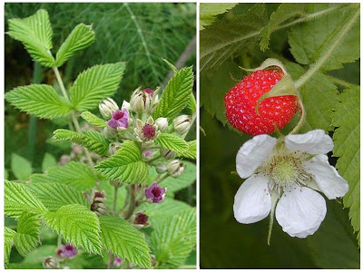 Morango silvestre (Rubus rosifolius)