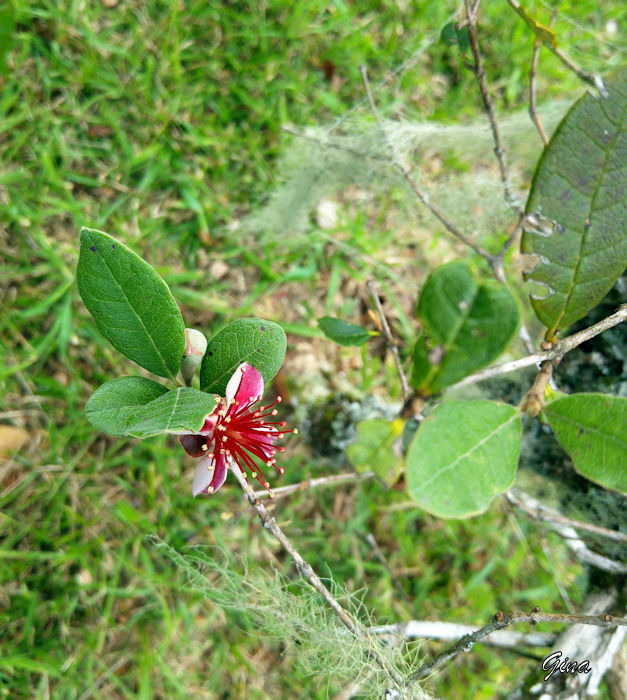 Feijoa (Acca sellowiana)