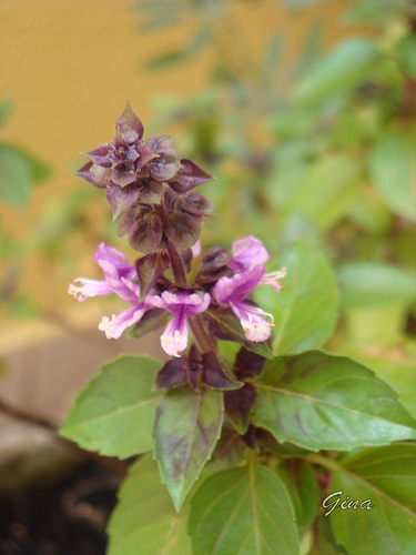 Flor do manjericão roxo