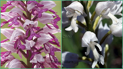 Orchis militaris