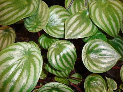 Peperomia sandersii