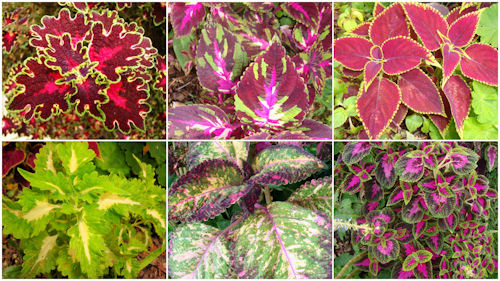 Coleus