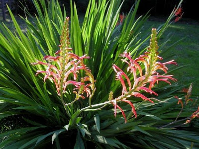 Bandeira-africana (Chasmanthe floribunda)