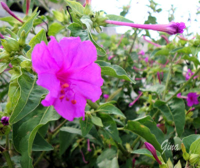 Batata-de-purga (Mirabilis jalapa)