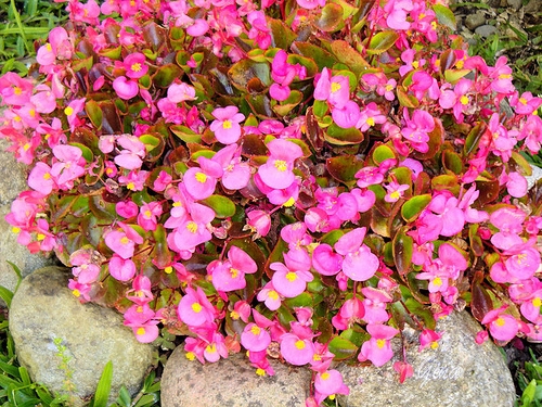 Begônia semperfloresn (Azedinha-do-brejo)