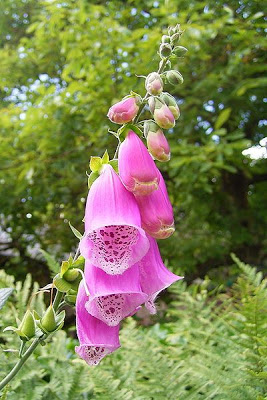 Digitalis purpurea