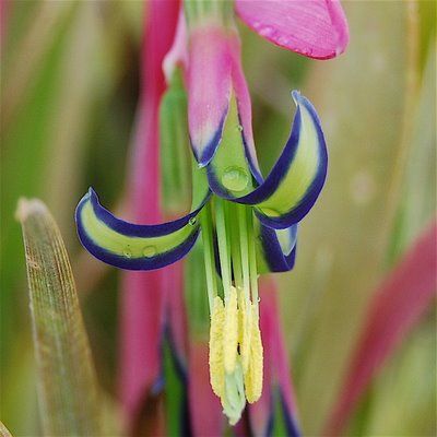 Flor-da-Ismênia (Billbergia nutans)