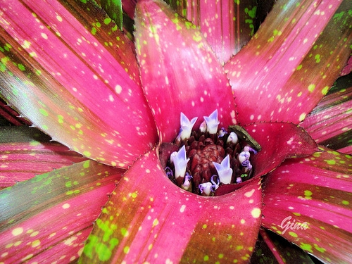 Ninho-de-passarinho (Neoregelia burle-marxii)